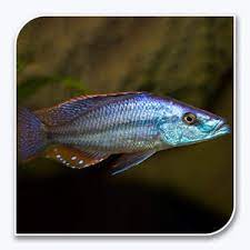 Mbuna Rockscape Rock-Dwelling Mbuna Cichli - Compressiceps East African Cichlid (Malaw ...