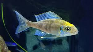 Ophthalmotilapia Ventralis Orange kasanga