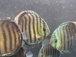 DISCUS - RIO NANAY BLUE FACE