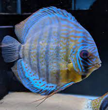 DISCUS - RIO NANAY BLUE FACE