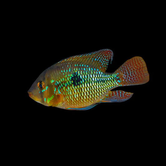 Pearl Eartheater (Geophagus brasiliensis)