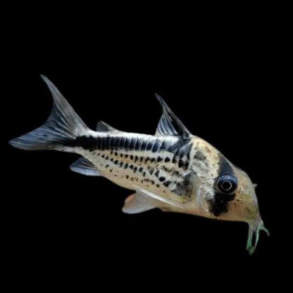 Loxozonus Cory (Hoplisoma loxozonus)
