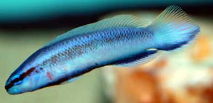 Longfin Indigo Dottyback ( Pseudochromis fridmani x sankeyii)