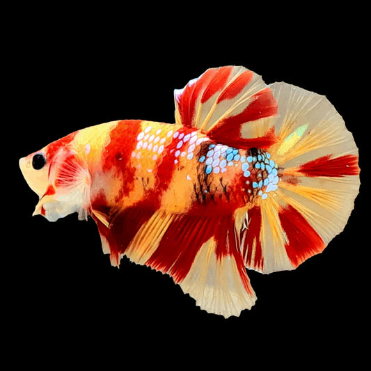 Betta Nemo (Male)