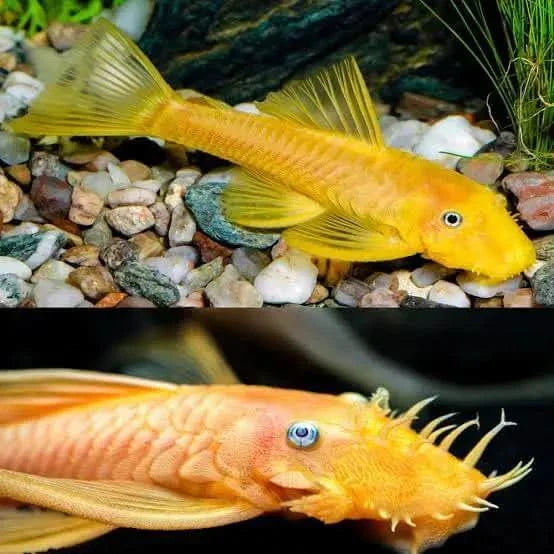 L144 Blue Eye Lemon Bristlenose Pleco (Ancistrus sp)