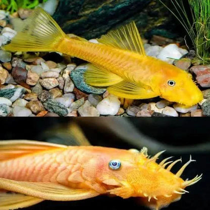 L144 Blue Eye Lemon Bristlenose Pleco (Ancistrus sp)