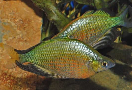 Emerald Rainbowfish (Glossolepis wanamensis)