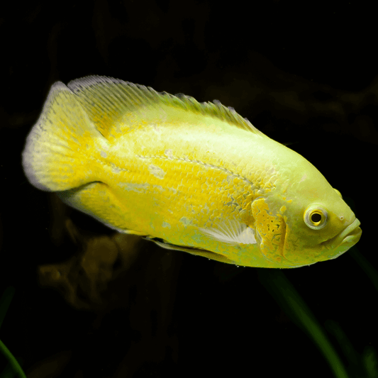 Albino Lemon Oscar (Hemichromis bimaculatus)
