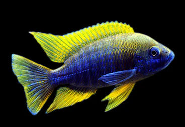 Fish Lemon Jake Peacock With Blue And Green Colors