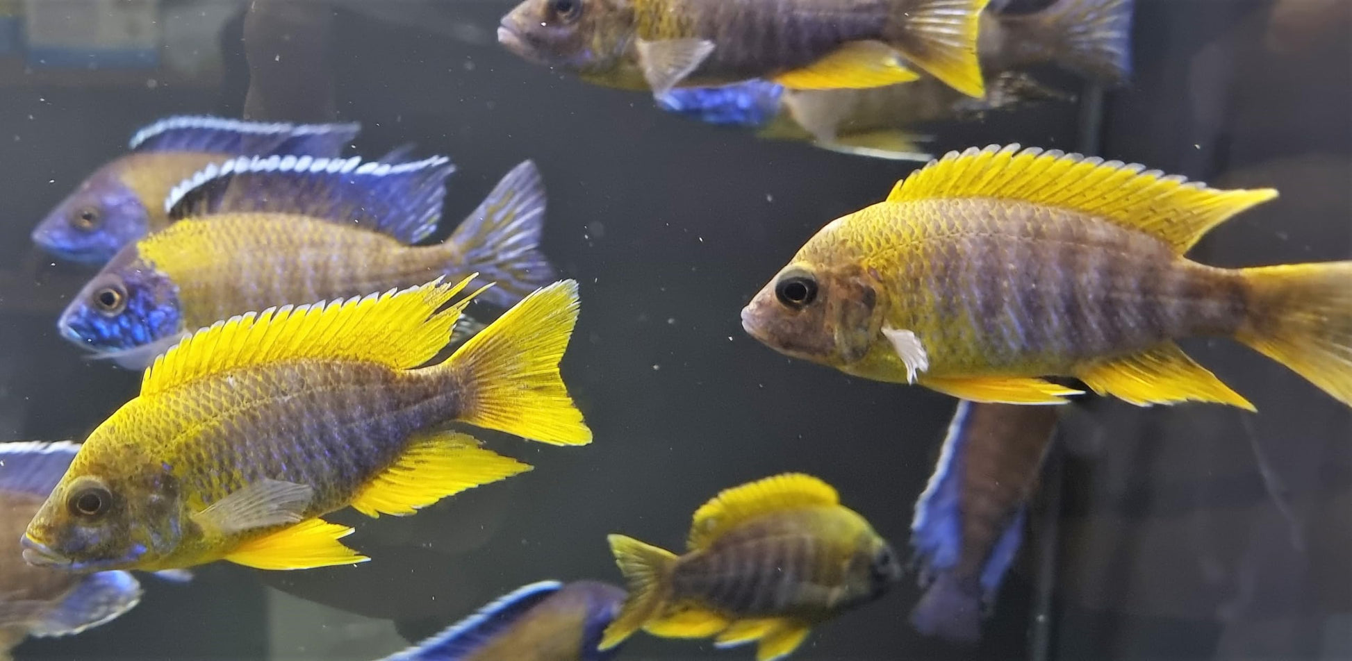 Fishs Lemon Jake Peacock With Yellow Color