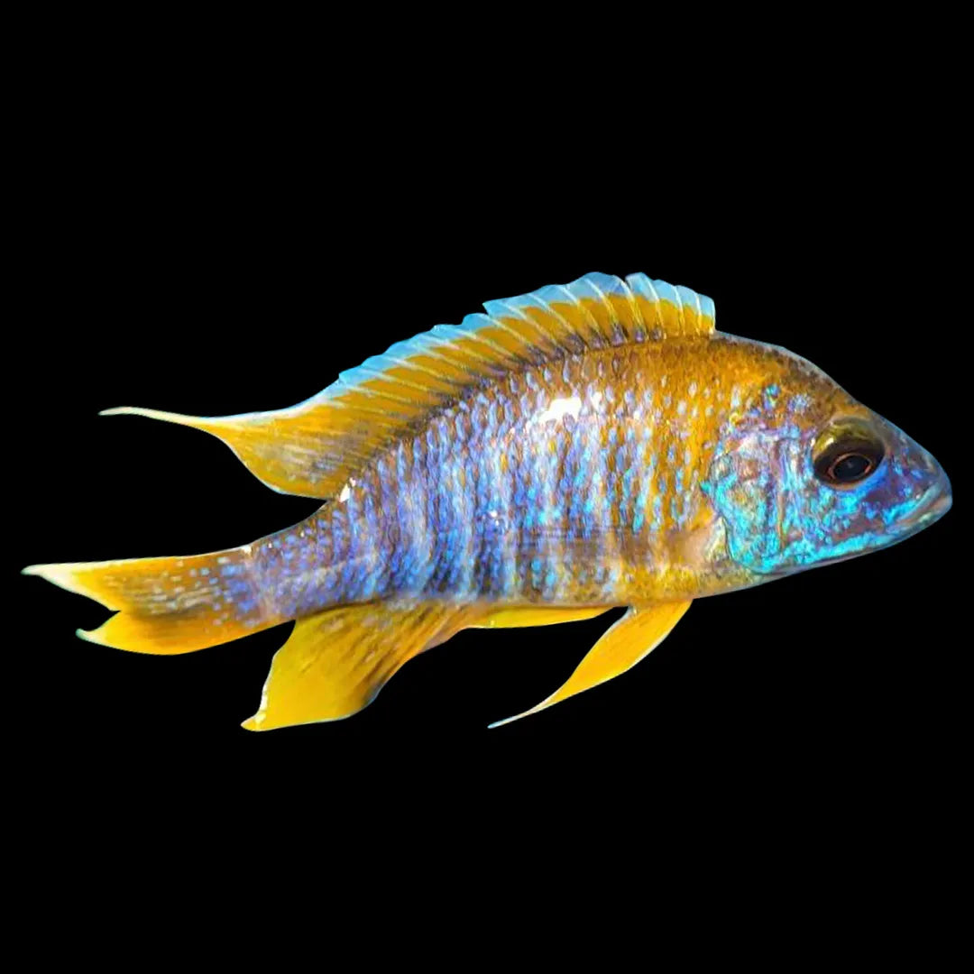 Jake Fish Lemon Peacock Goldfish