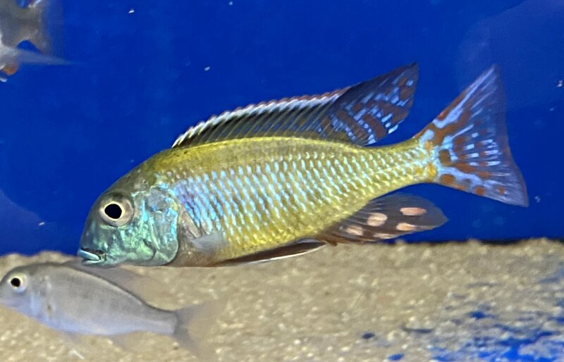 Lethrinops Albus Kande