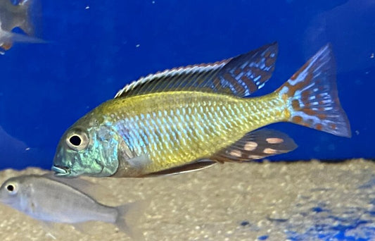 Lethrinops Albus Kande