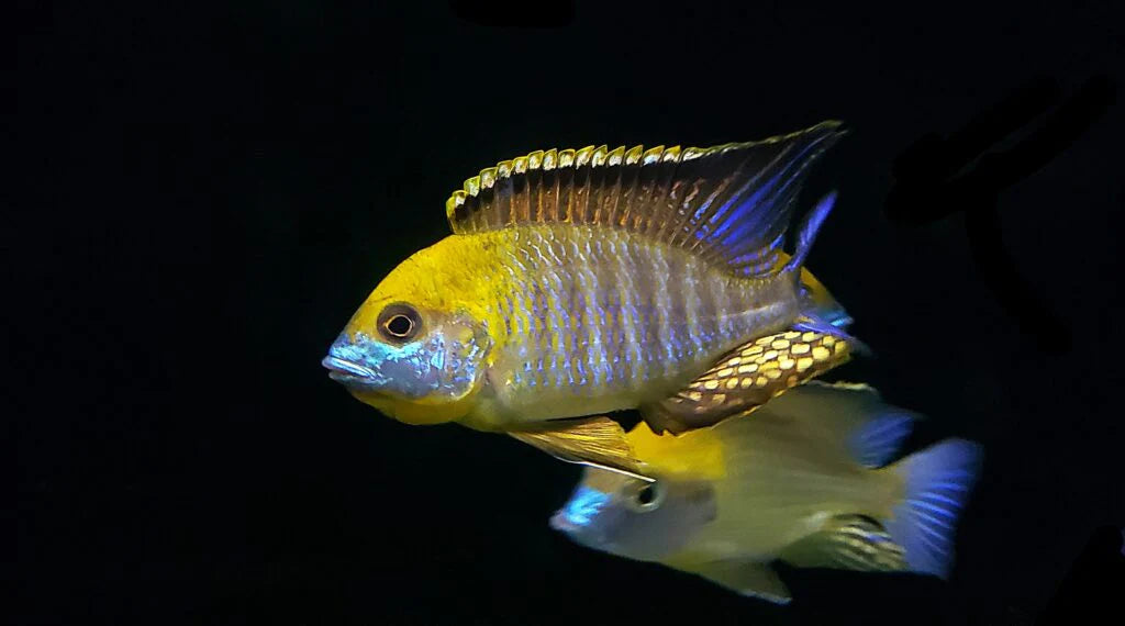 Lethrinops Sp. Gold Harbour Monkey Bay