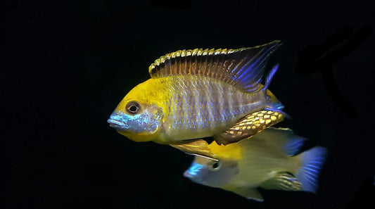 Lethrinops Sp. Gold Harbour Monkey Bay