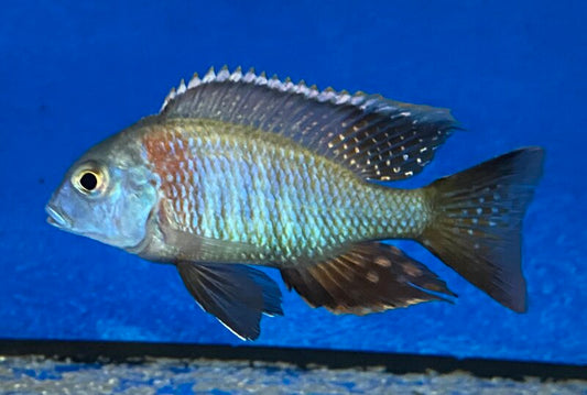 Lethrinops Lethrinus (Gold "Harbour Island" Lethrinops)