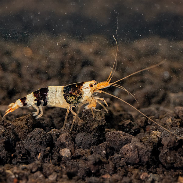 Black & White Shrimp (Pack of 6)