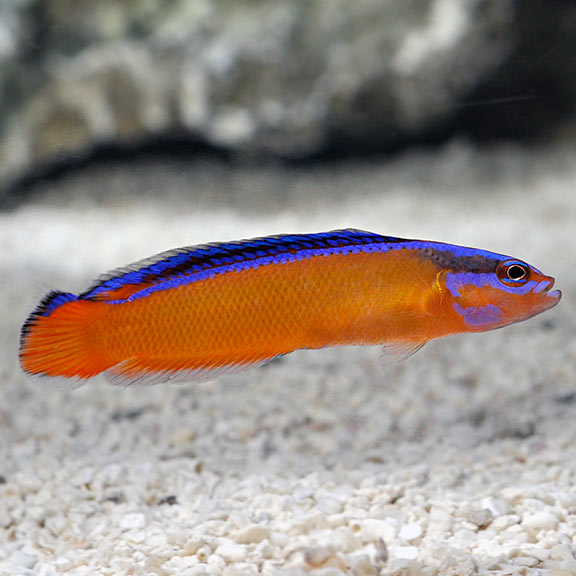 Neon Dottyback (Pseudochromis aldabraensis)
