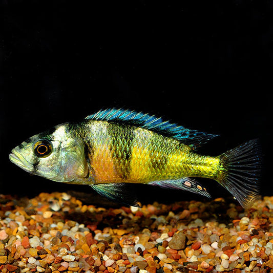 Obliquidens cichlid