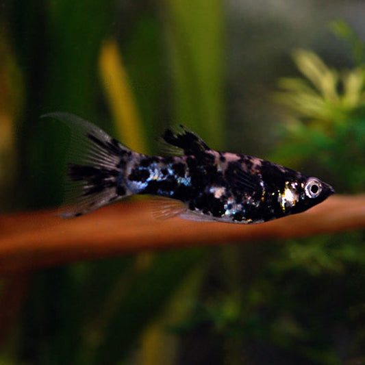 MOLLY Danaqua Live Fish More molly-danaqua-live-fish-more