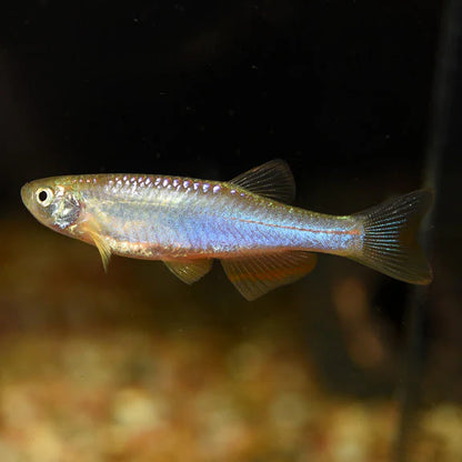 DANIO – PEARL Danio albolineatus