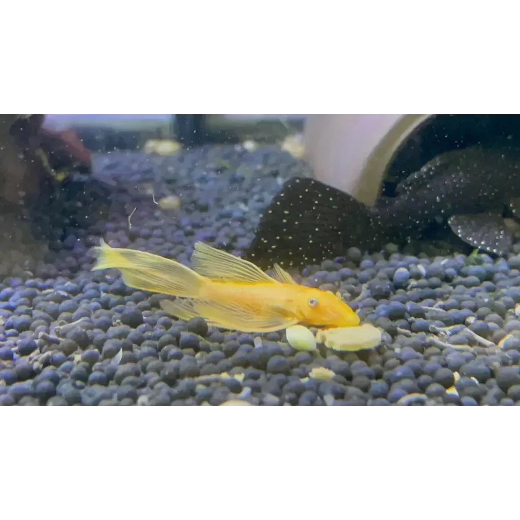 L144 Blue Eye Lemon Bristlenose Pleco (Ancistrus sp)