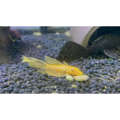 L144 Blue Eye Lemon Bristlenose Pleco (Ancistrus sp)
