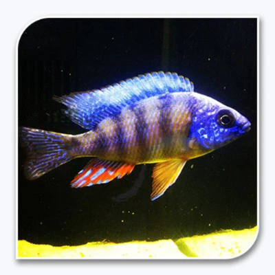 RAFFLES – Danaqua Live Fish & More
