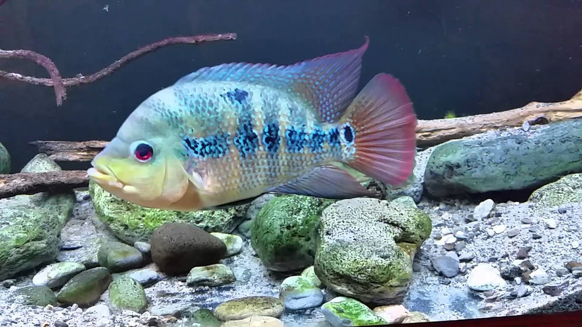Lyonsi Cichlid fish (Amphilophus lyonsi) in light blue color in an aquarium.