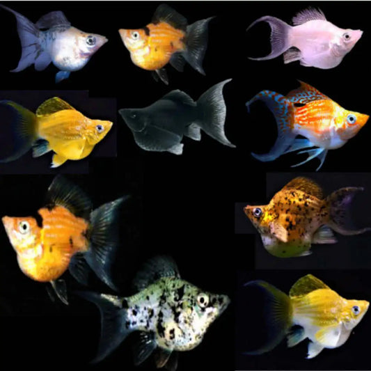 MOLLY Danaqua Live Fish More molly-danaqua-live-fish-more
