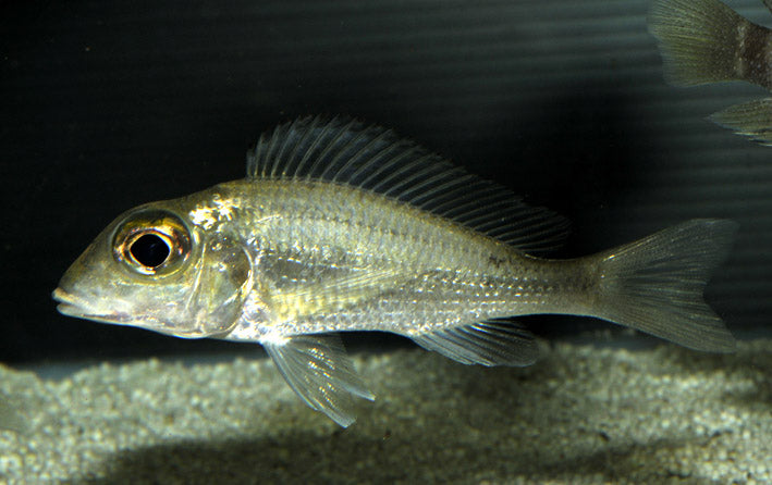 Callochromis macrops fish with a pale green coloration.