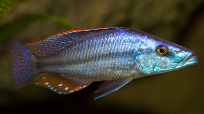 Malawi Eye Bitter fish in blue color