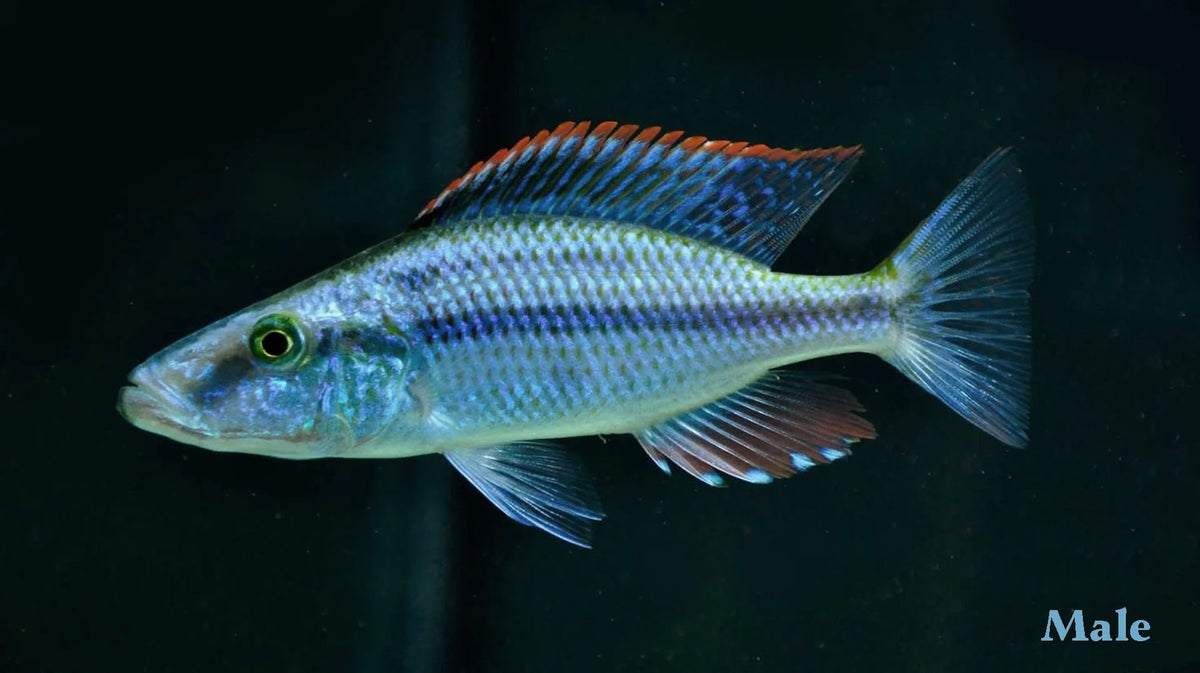 Malawi Eye Bitter fish in blue color