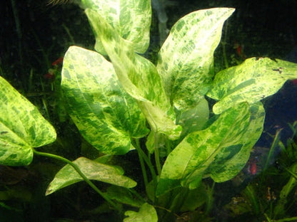 Florida 10 Species Live Aquarium Plants Bundle