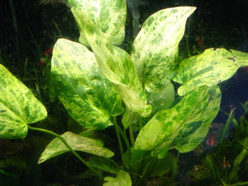 Florida 10 Species Live Aquarium Plants Bundle