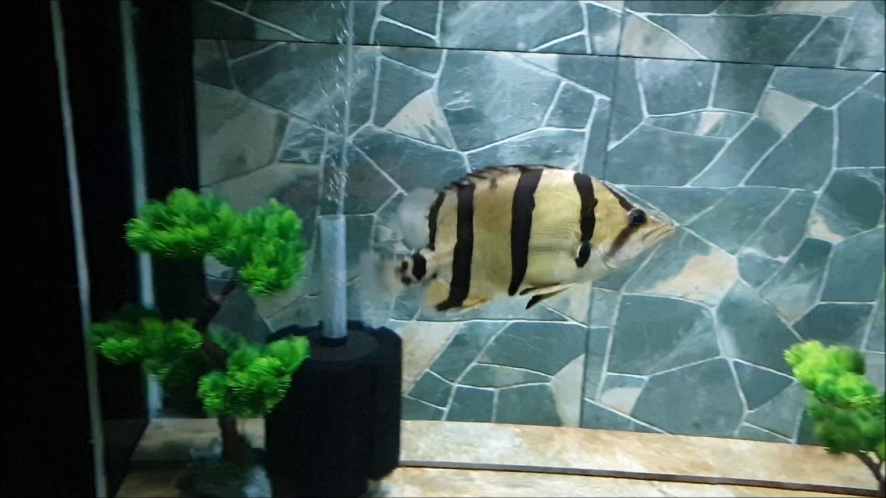 NTT Datnoid Tiger Fish (Datnioides undecimradiatus)