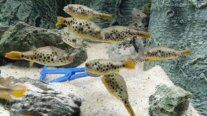Spotted Congo Puffer Fish (Tetraodon schoutedeni)