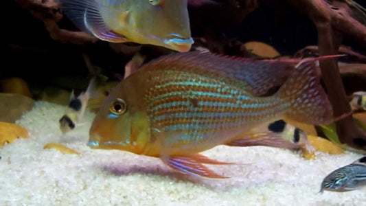 Geophagus altifrons from the Rio Negro