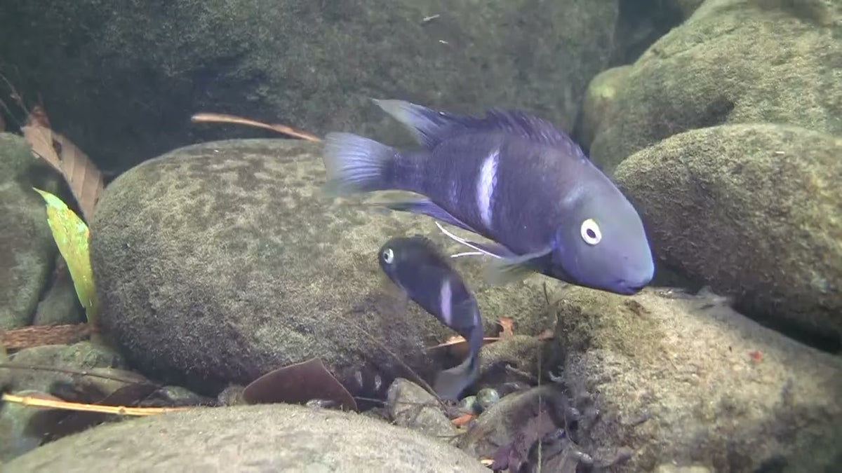 Hypsophrys nematopus (Poor Man's Tropheus)