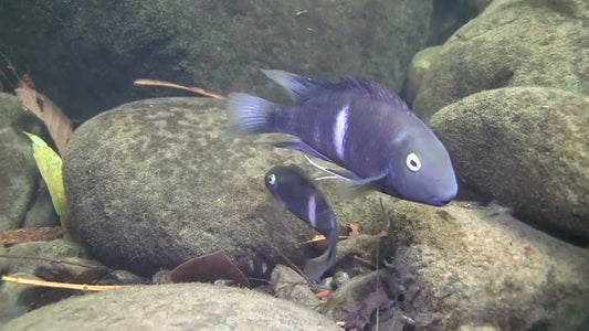 Hypsophrys nematopus (Poor Man's Tropheus)