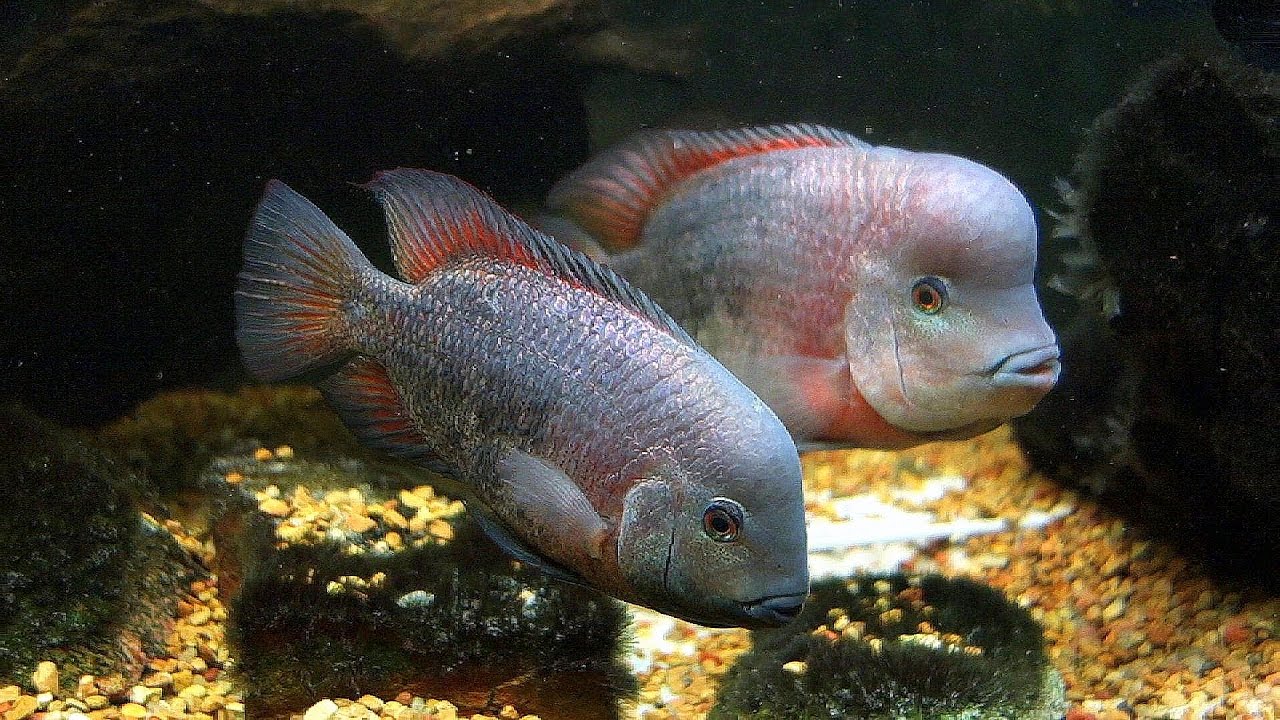 Paratheraps breidohri (Angostura Cichlid)