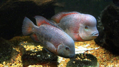 Paratheraps breidohri (Angostura Cichlid)