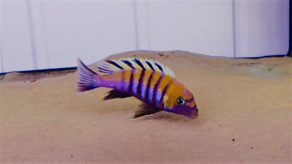 Cynotilapia zebroides "Cobue" Orange Back Cobue
