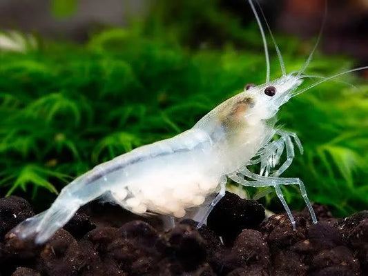 Snow Ball Shrimp