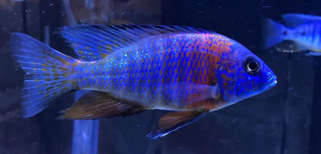Aulonocara sp.  Blue Dragon Blood Peacock