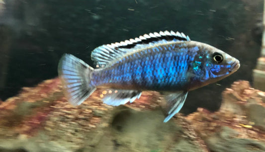 Exasperatus – Psuedotropheus joanjohnsonae