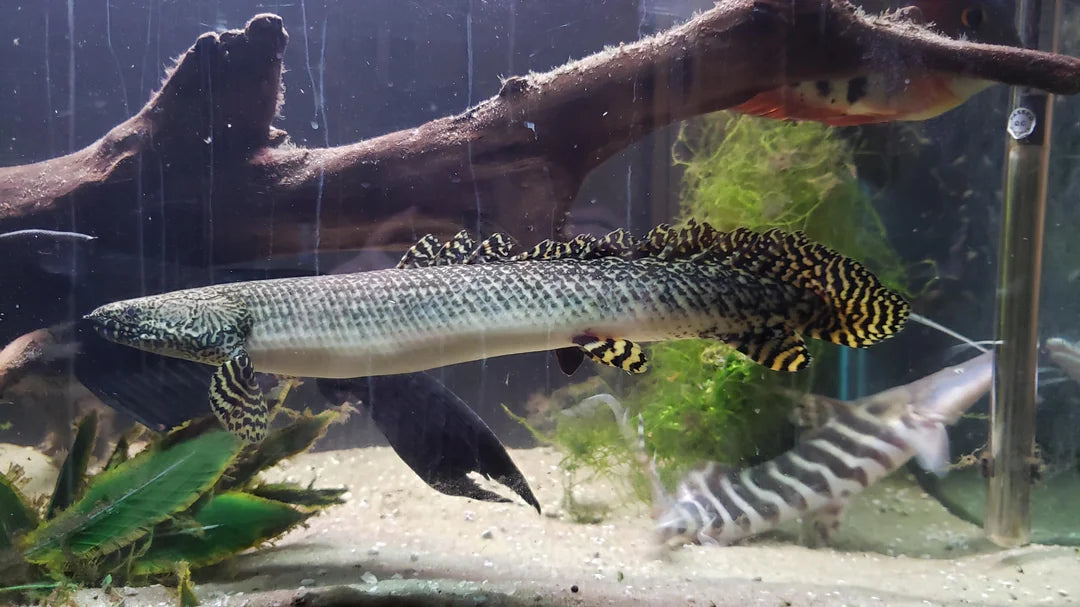 Ornate Bichir (Polypterus ornatipinnis)