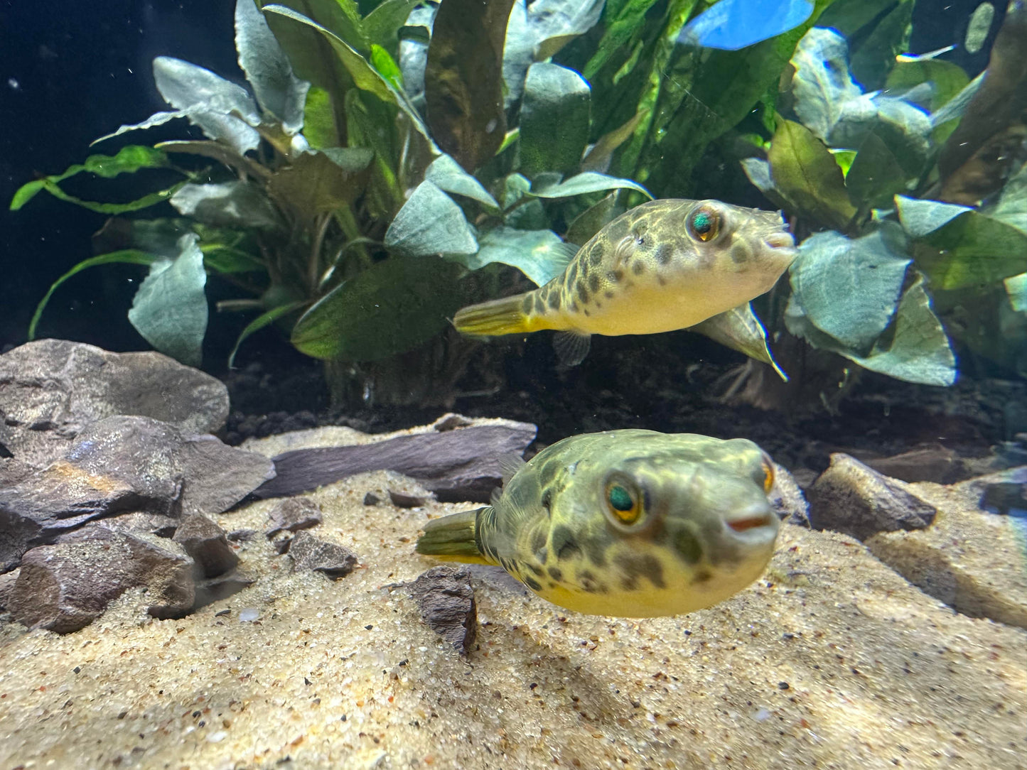 Spotted Congo Puffer Fish (Tetraodon schoutedeni)