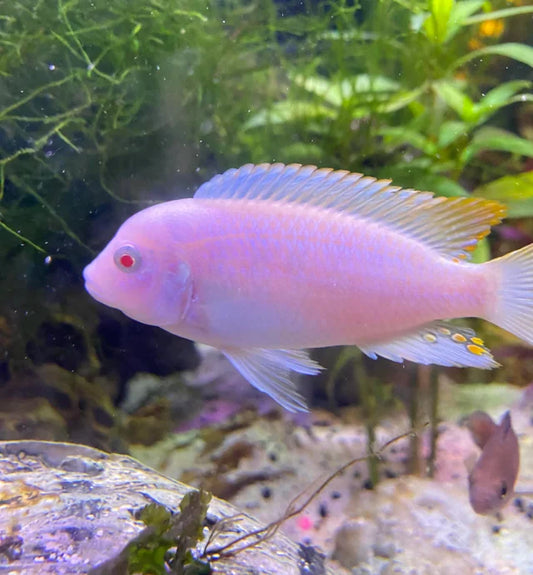 Albino Zebra CICHLID 2"-3"