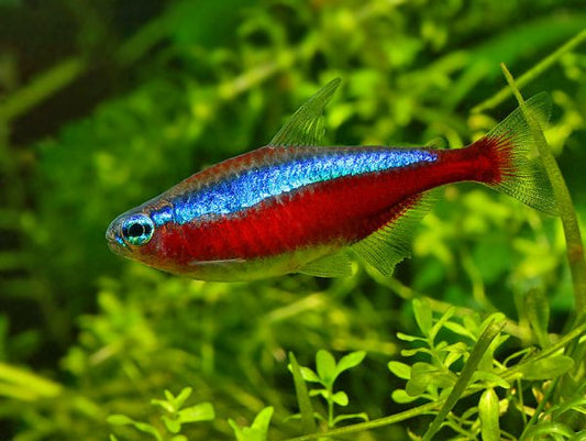 Cardinal Tetra (Paracheirodon axelrodi)